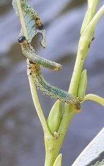 Pristiphora conjugata