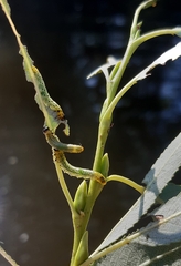 Pristiphora conjugata