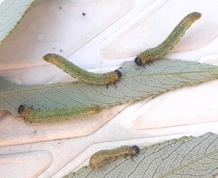 Pristiphora conjugata