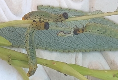 Pristiphora conjugata