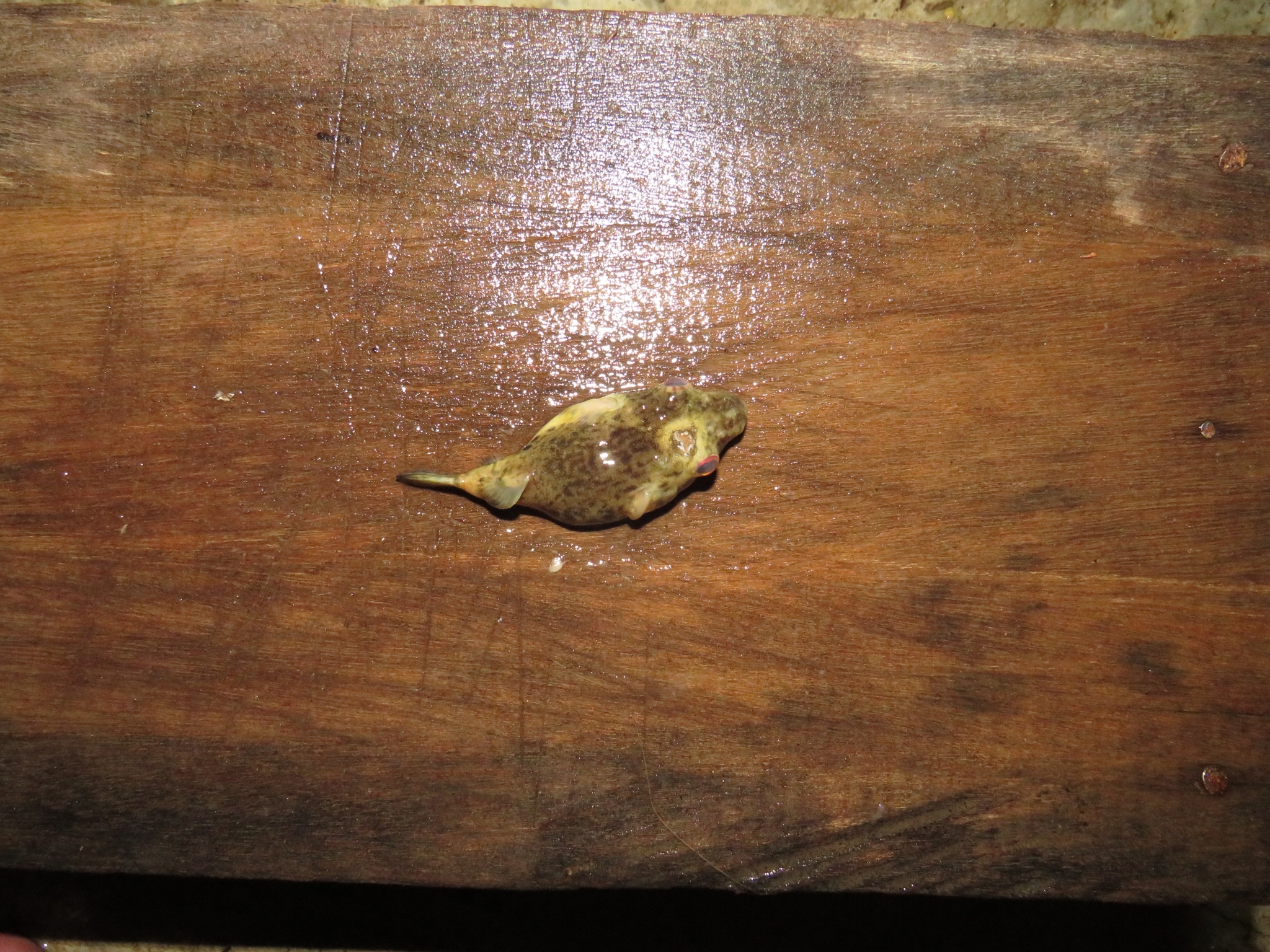 Hilgendorf's Puffer photo 4