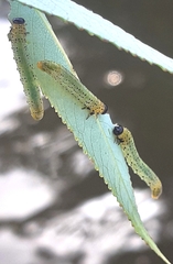 Pristiphora conjugata