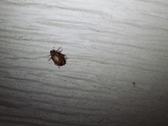 Orchestes steppensis