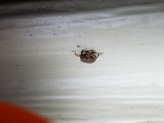 Orchestes steppensis