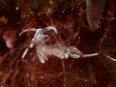 Facelina rubrovittata