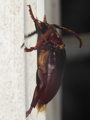 Prionus pocularis