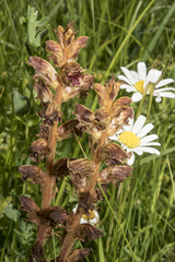 Orobanche gracilis