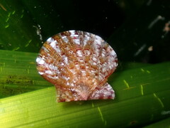 Flexopecten hyalinus