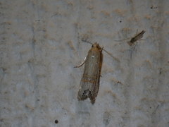 Crambidae