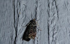 Eudonia philerga