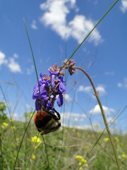 Bombus cullumanus