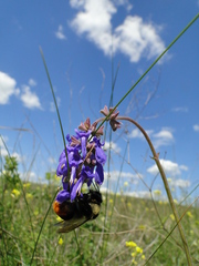 Bombus cullumanus