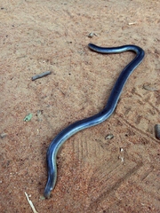 Afrotyphlops mucruso