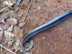 Afrotyphlops mucruso