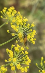 Arge cyanocrocea