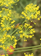 Arge cyanocrocea