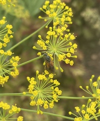 Arge cyanocrocea