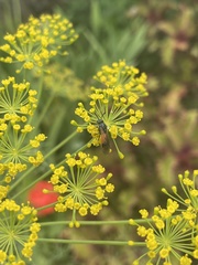 Arge cyanocrocea