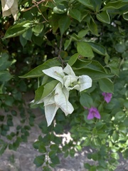 Bougainvillea glabra