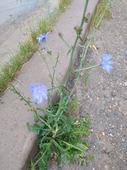 Cichorium intybus