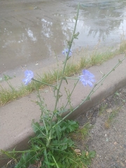 Cichorium intybus