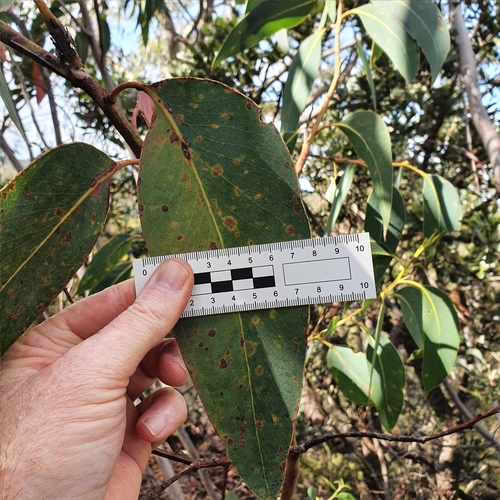 Image of Eucalyptus luehmanniana by (c) ronavery, some rights reserved (CC BY)