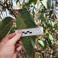 Eucalyptus luehmanniana