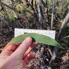 Eucalyptus luehmanniana