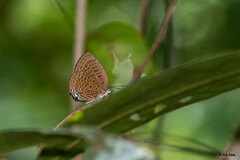 Arhopala hypomuta