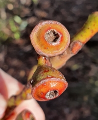 Eucalyptus luehmanniana