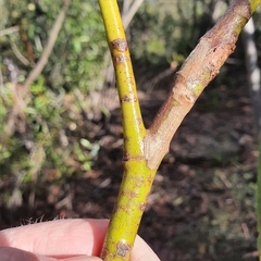 Eucalyptus luehmanniana