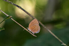 Arhopala hypomuta