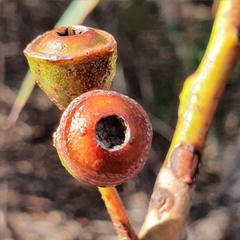 Eucalyptus luehmanniana