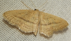 Idaea mediaria