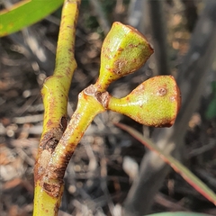 Eucalyptus luehmanniana