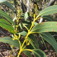 Eucalyptus luehmanniana