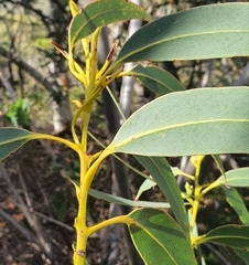 Eucalyptus luehmanniana