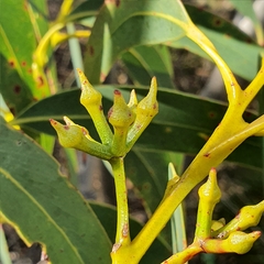Eucalyptus luehmanniana