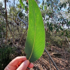 Eucalyptus luehmanniana