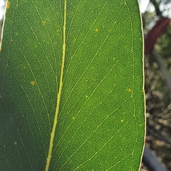 Eucalyptus luehmanniana