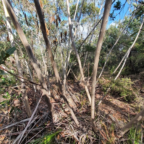 Image of Eucalyptus luehmanniana by (c) ronavery, some rights reserved (CC BY)