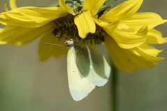 Colias alexandra