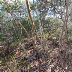 Eucalyptus luehmanniana