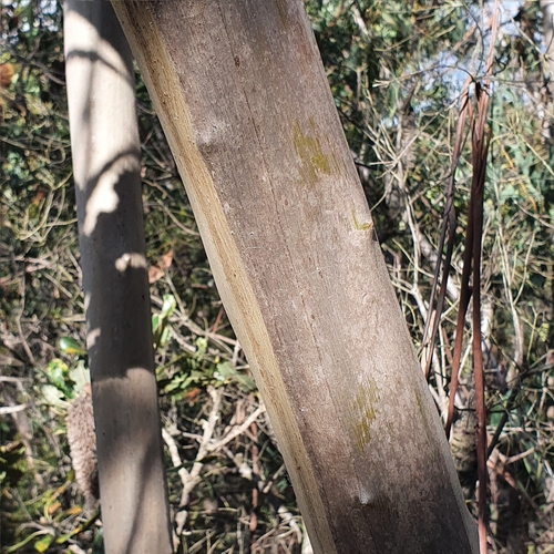 Image of Eucalyptus luehmanniana by (c) ronavery, some rights reserved (CC BY)