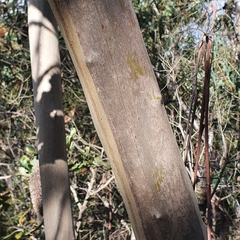 Eucalyptus luehmanniana