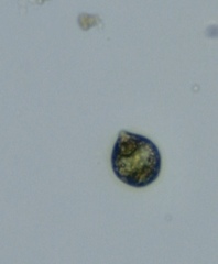 Scrippsiella