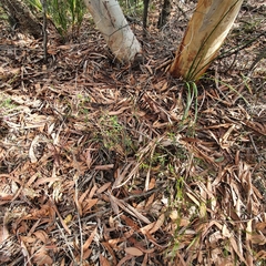 Eucalyptus luehmanniana