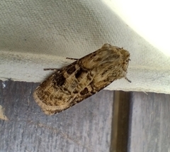 Agrotis clavis
