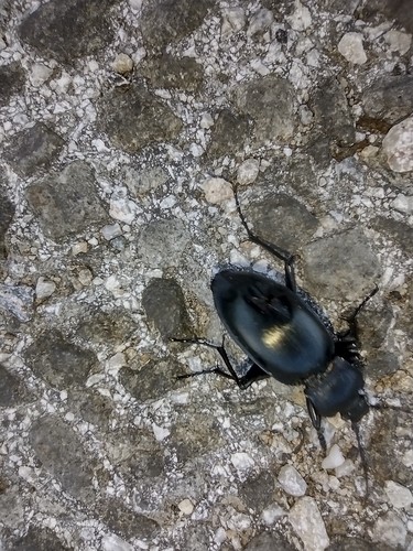 bystruška hladká (Carabus glabratus)