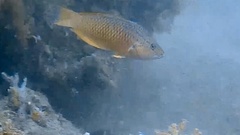 Oxycheilinus digramma